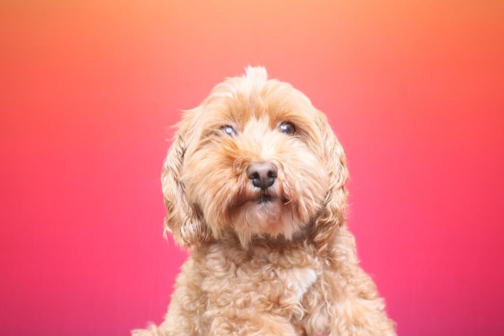 Sunset Glow. 🌅

Deep tones. Flawless light. Effortlessly luxe.

It doesn’t overpower.
It enhances.
Every outfit sharper. Every skin tone richer. Every moment elevated.

If you know, you know.
Melbourne’s premium photobooth hire — Melbooth Magic. ✨

#photoboothhiremelbourne #melboothmagic #photoboothmelbourne #eventsmelbourne #brandactivations